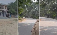 Elephant attacking mahout during Ramnagar Ramlila in Varanasi
