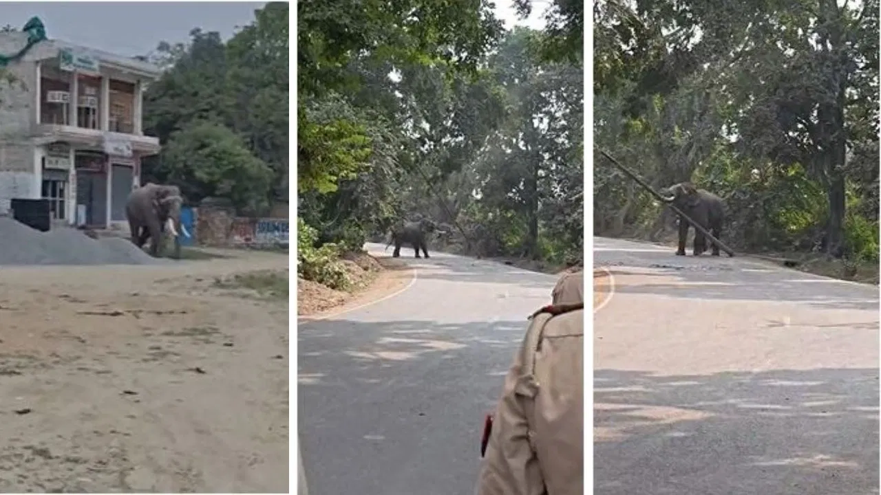Elephant attacking mahout during Ramnagar Ramlila in Varanasi